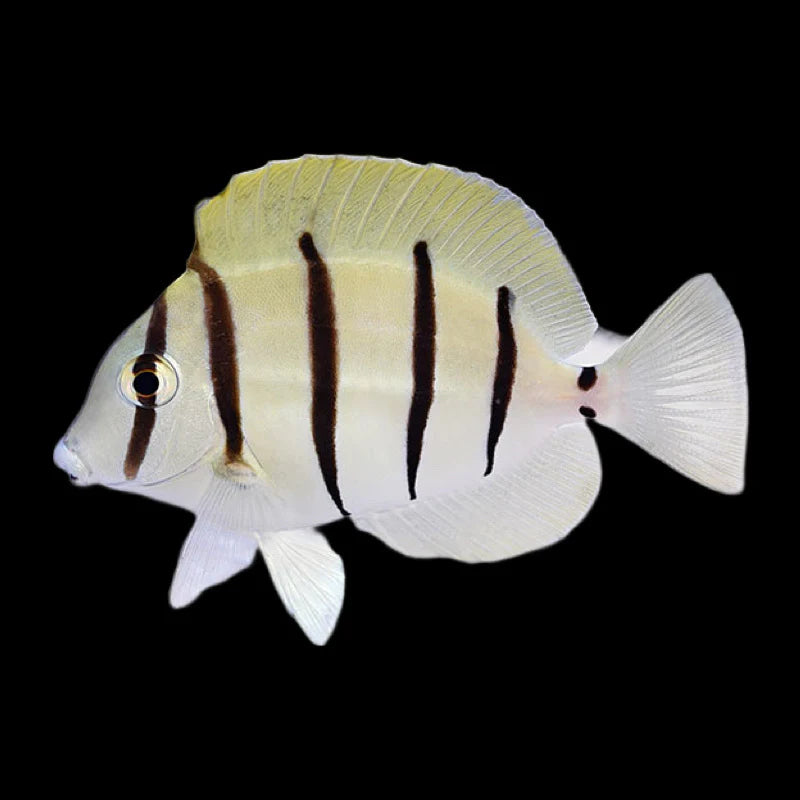 Convict Tang (6cm+-)