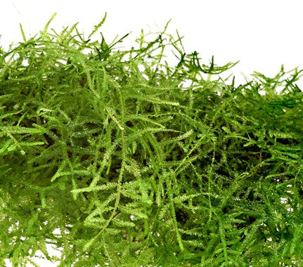 Dennerle Taxiphyllum barbieri