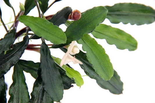 Bucephalandra pygmaea 'Bukit Kelam'