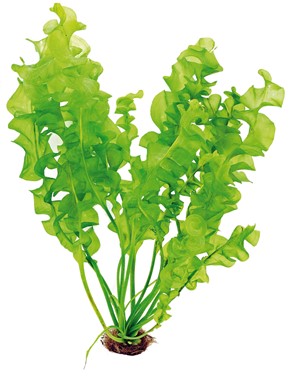 Dennerle Aponogeton Ulvaceus