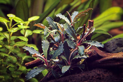 Dennerle Bucephalandra sp. 'Red Scorpio'