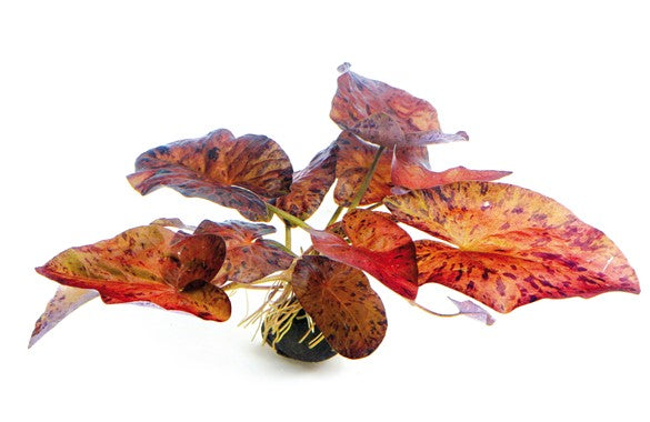 Dennerle Nymphaea Lotus 'Red'