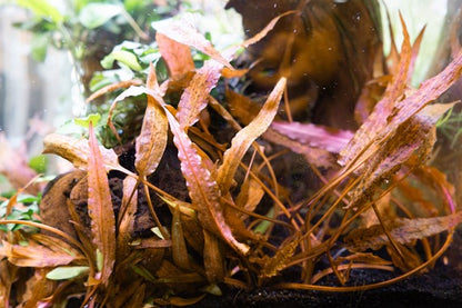 Dennerle Cryptocoryne affinis ' Dark Orange'