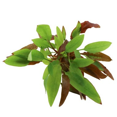 Dennerle Cryptocoryne affinis ' Dark Orange'