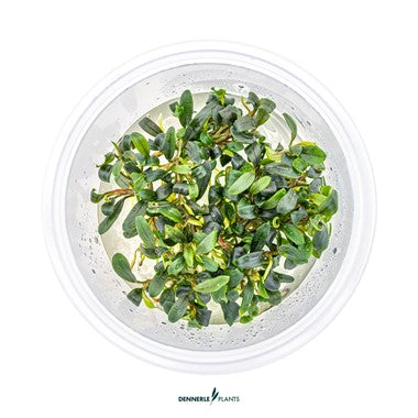 Dennerle Bucephalandra micrantha 'Needle Leaf'