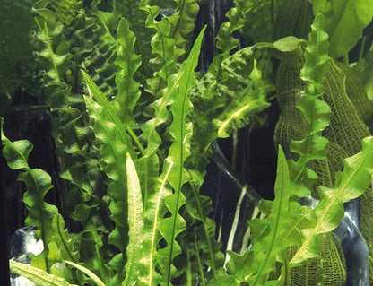 Dennerle Aponogeton longiplumulosus