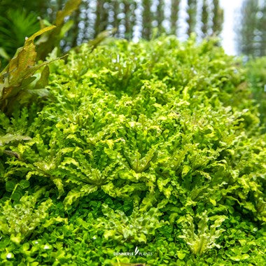 Dennerle Pogostemon Helferi