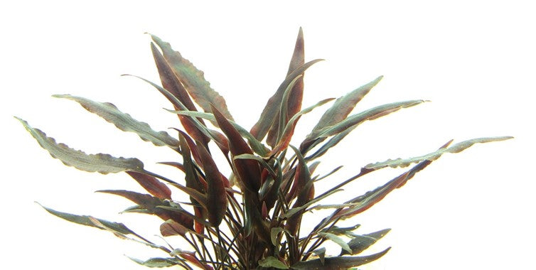 Dennerle Cryptocoryne lutea