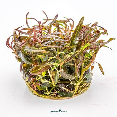 Dennerle Hygrophila LANCEA 'ARAGUAIA'