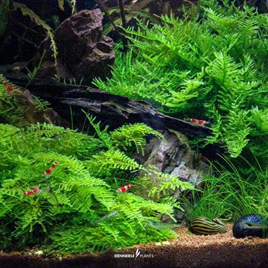 Dennerle Vesicularia montagnei 'Christmas moss'