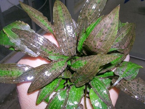 Dennerle Cryptocoryne Affinis