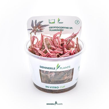 Dennerle Cryptocoryne Sp. 'Flamingo'