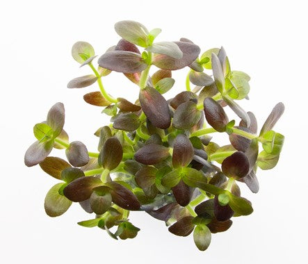 Dennerle Bacopa salzmannii 'Purple