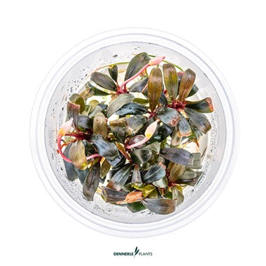 Dennerle Bucephalandra sp. 'Serimbu Brown'
