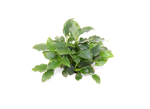 Dennerle Schismatoglottis prietoi