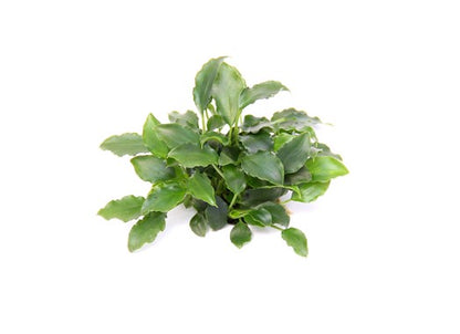 Dennerle Schismatoglottis prietoi