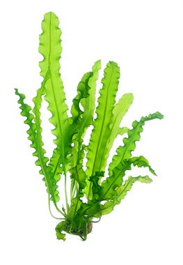 Dennerle Aponogeton longiplumulosus