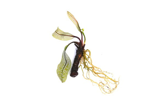 Dennerle Aponogeton madagascariensis (Bulb with shoots)