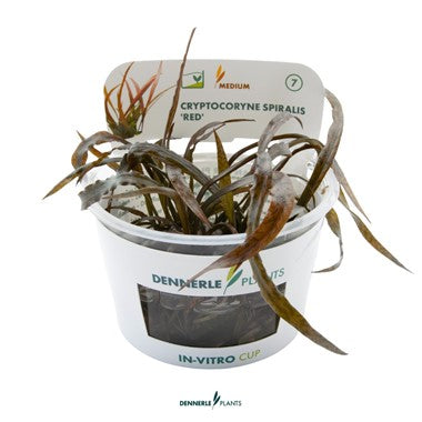 Dennerle Cryptocorine Spiralis Red