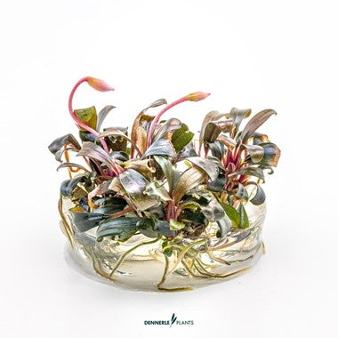 Dennerle Bucephalandra sp. 'Serimbu Brown'