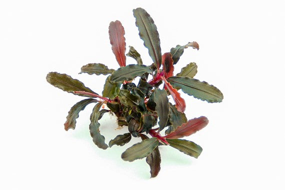 Dennerle Bucephalandra sp. 'Red Scorpio'
