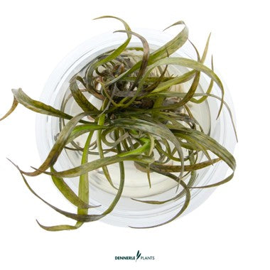 Dennerle Cryptocorine Spiralis Red