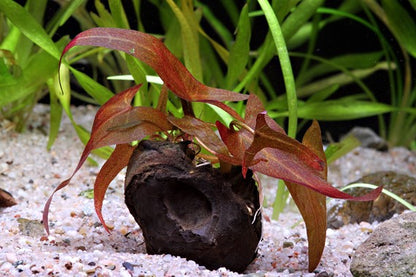 Dennerle Nymphaea Lotus 'Red'