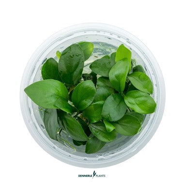 Dennerle Anubias Barteri 'NANA'