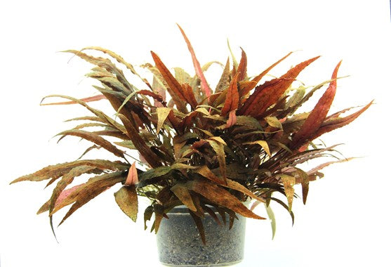 Dennerle Cryptocoryne Affinis