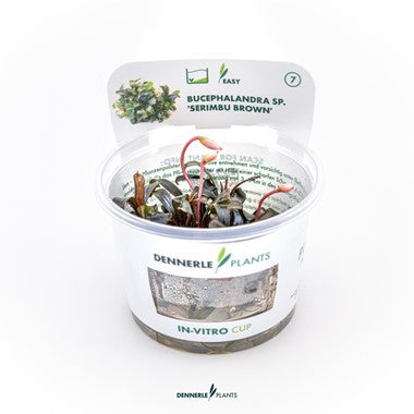 Dennerle Bucephalandra sp. 'Serimbu Brown'
