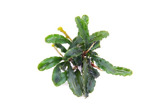 Bucephalandra pygmaea 'Bukit Kelam'