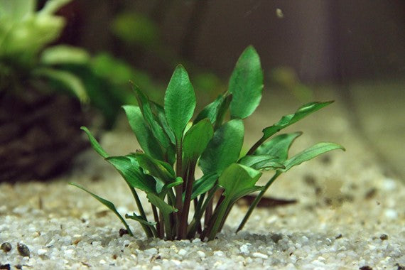 Dennerle Cryptocoryne lutea 'Hobbit'