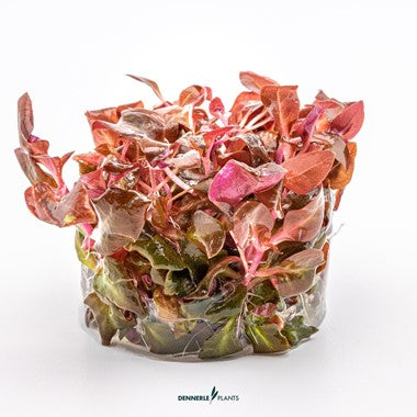 Dennerle In-Vitro Alternanthera Reineckii 'Purple'