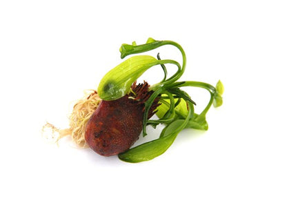 Dennerle Aponogeton Ulvaceus