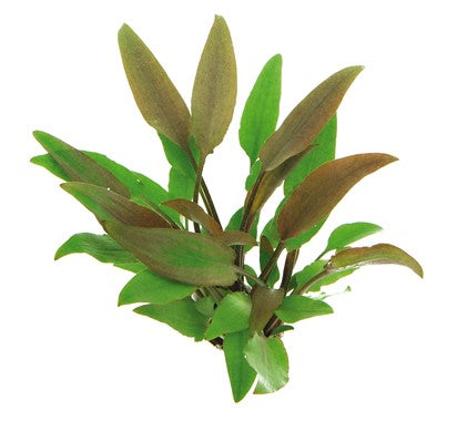 Dennerle Cryptocoryne lutea