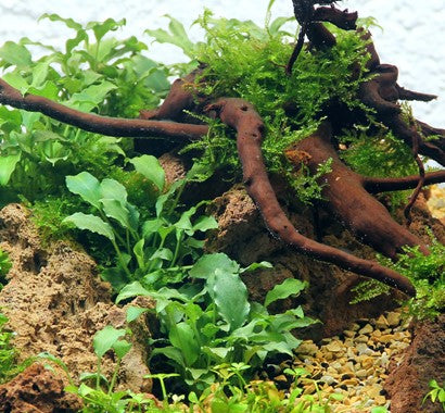 Dennerle Schismatoglottis prietoi