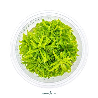 Dennerle Pogostemon Helferi