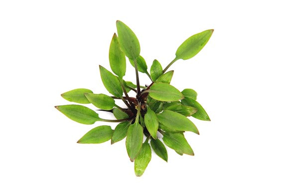 Dennerle Cryptocoryne lutea 'Hobbit'