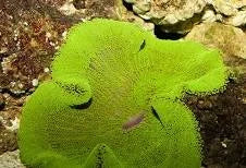 Carpet Anemone