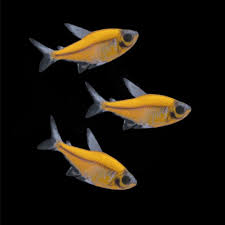Tetra-GMO X-Ray