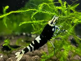 Shrimp-Black Pinto (Large)