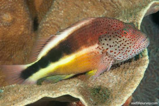 Fosters Hawkfish