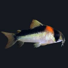 Corydoras-Adolfoi