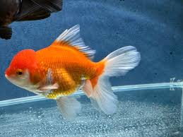 Oranda-Red