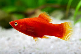 Platy (30-40mm)