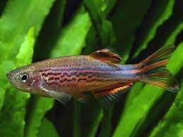 Danio-Yellow Tail (kyathit)