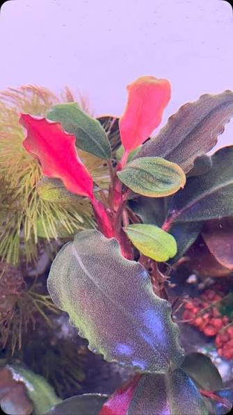 Bucephalandra Portions- 80mm Tub