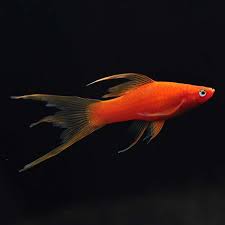 Swordtail-Lyretail(40-60mm)