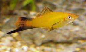 Swordtail(40-60mm)