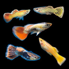 Guppy-Assorted Male
